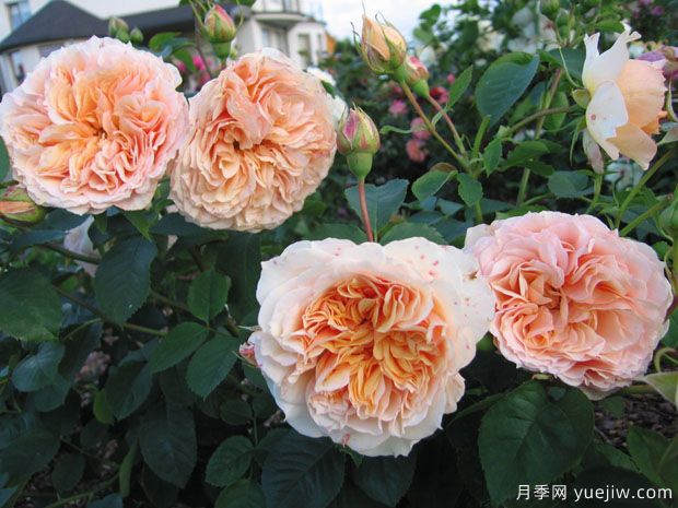 皱纹杰基月季/窸窣杰姬/罗夫鲁坦特杰基(图3) 皱纹杰基月季/窸窣杰姬/罗夫鲁坦特杰基(图3)