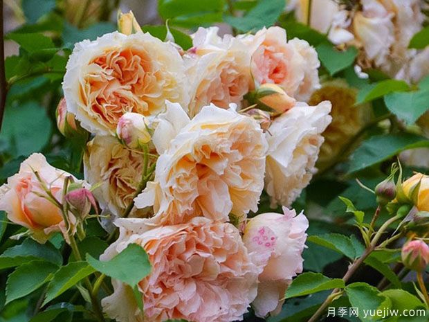 皱纹杰基月季/窸窣杰姬/罗夫鲁坦特杰基(图4) 皱纹杰基月季/窸窣杰姬/罗夫鲁坦特杰基(图4)