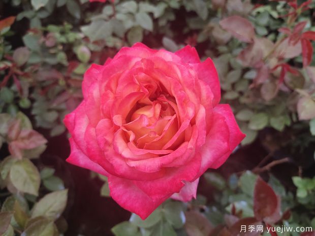 十多个常见花卉养护要点大科普(图1)