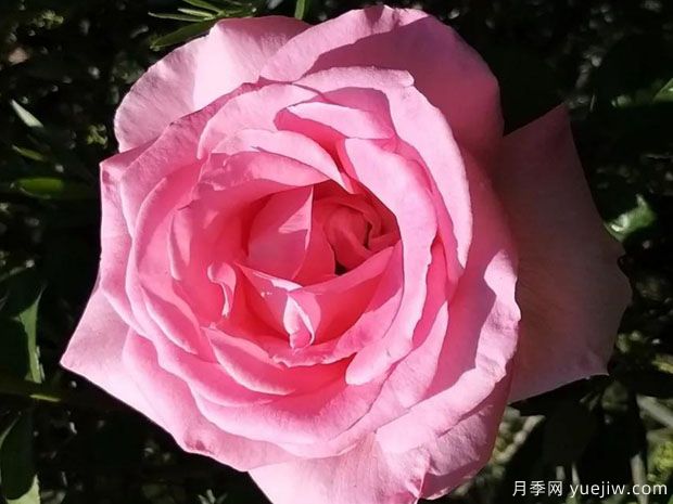 伟大世纪月季(图2) 伟大世纪月季(图2)