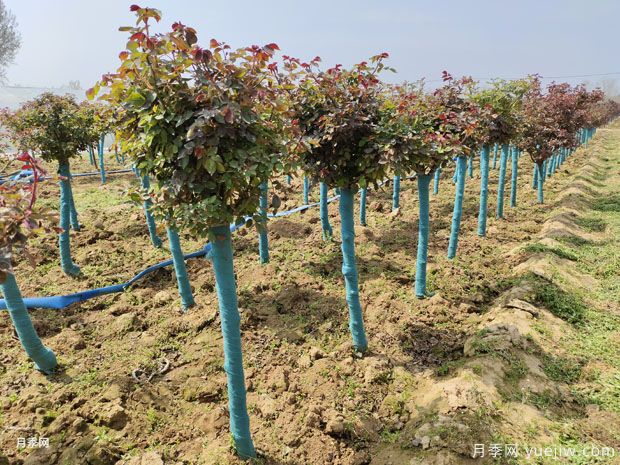 独杆高杆月季树基地2-6公分现货直销产地价(图3) 独杆高杆月季树基地2-6公分现货直销产地价(图3)