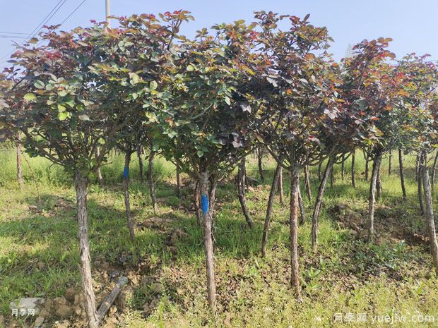 独杆高杆月季树基地2-6公分现货直销产地价(图4) 独杆高杆月季树基地2-6公分现货直销产地价(图4)