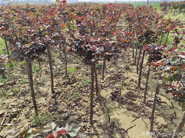 独杆高杆月季树基地2-6公分现货直销产地价(图5) 独杆高杆月季树基地2-6公分现货直销产地价(图5)