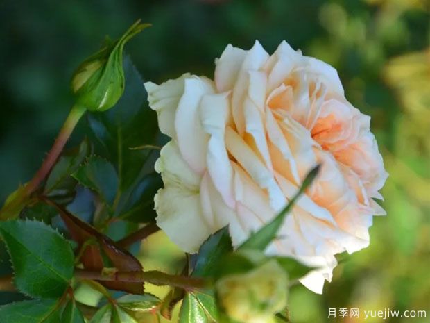 卡利松杏仁糕月季(图2) 卡利松杏仁糕月季(图2)