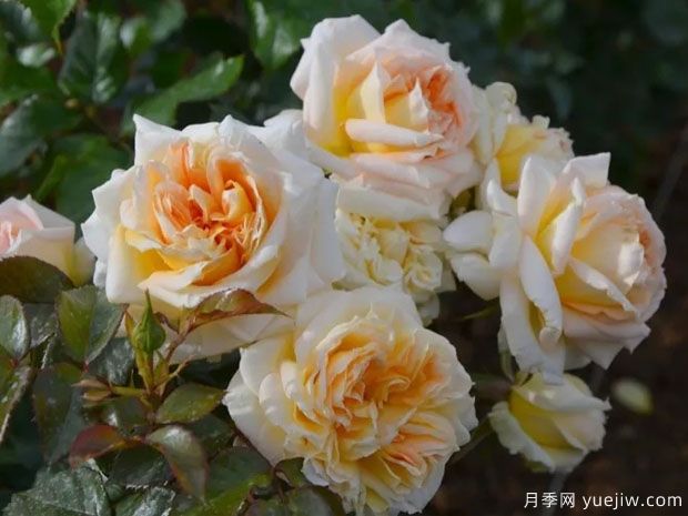 卡利松杏仁糕月季(图1) 卡利松杏仁糕月季(图1)