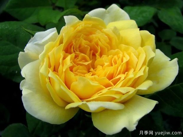 若埃尔马鲁瓦尼月季(图1) 若埃尔马鲁瓦尼月季(图1)