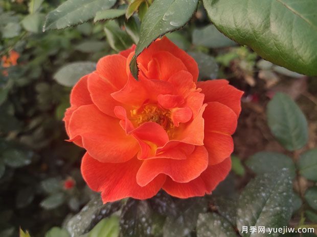 8个优秀丰花月季品种,一株花满枝头(图2) 8个优秀丰花月季品种,一株花满枝头(图2)