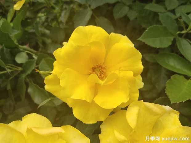 8个优秀丰花月季品种,一株花满枝头(图3) 8个优秀丰花月季品种,一株花满枝头(图3)