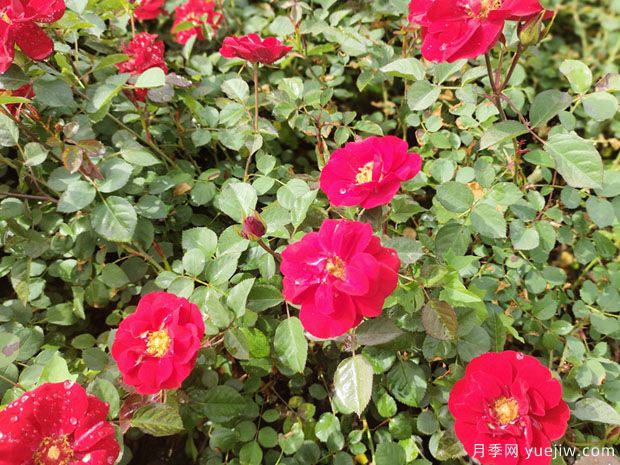 莫海姆盆栽月季绿化杯苗批发(图2)