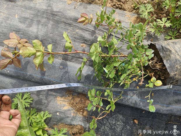 莫海姆盆栽月季绿化杯苗批发(图4)