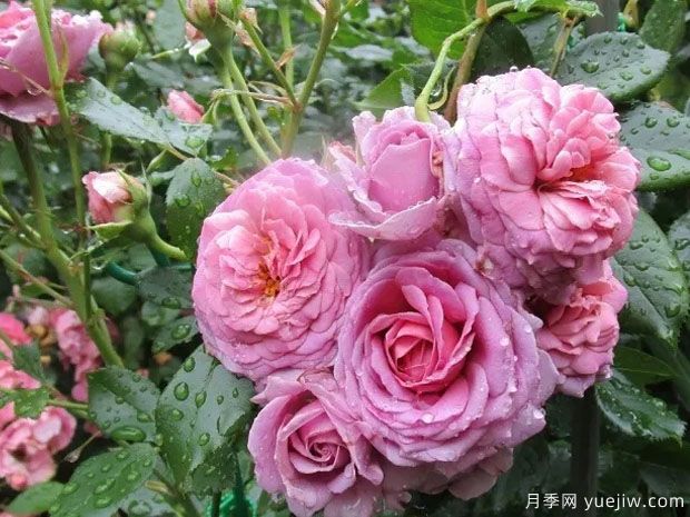 玛米塔琳月季(图1) 玛米塔琳月季(图1)