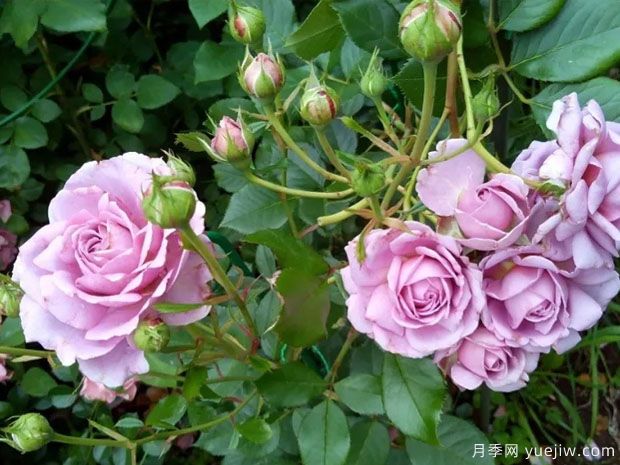 玛米塔琳月季(图2) 玛米塔琳月季(图2)