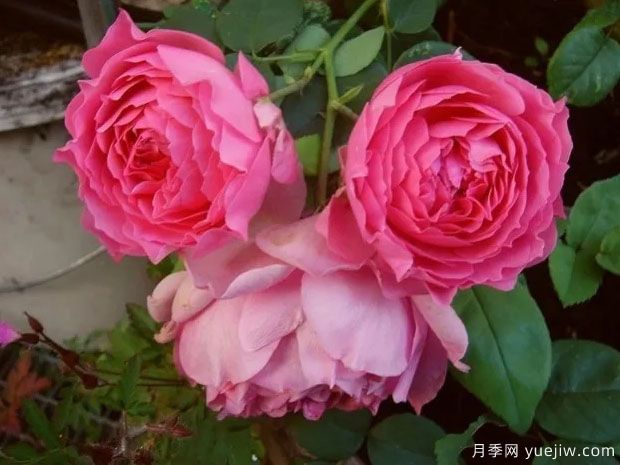 玛丽埃文月季(图1) 玛丽埃文月季(图1)