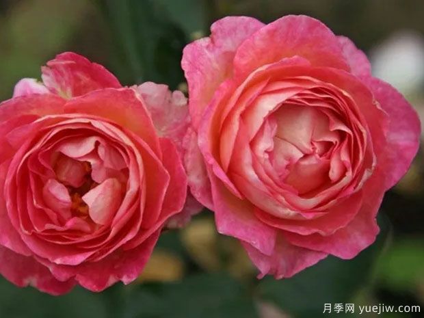 斯塔尔夫人月季/丝带夫人(图1)