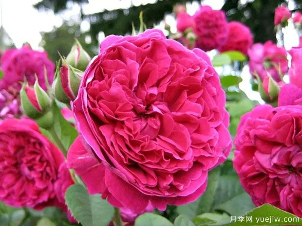 威廉莎士比亚月季(图2)