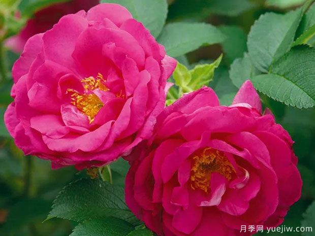 狂野埃德里克月季(图2) 狂野埃德里克月季(图2)