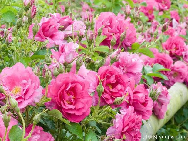 狂野埃德里克月季(图3) 狂野埃德里克月季(图3)