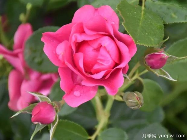 粉色森林月季(图2) 粉色森林月季(图2)