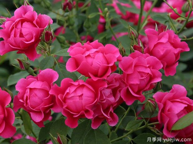 粉色森林月季(图1) 粉色森林月季(图1)