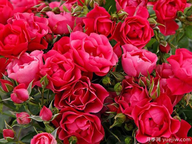 粉色森林月季(图3) 粉色森林月季(图3)
