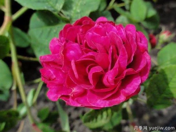 南妮特月季(图1) 南妮特月季(图1)