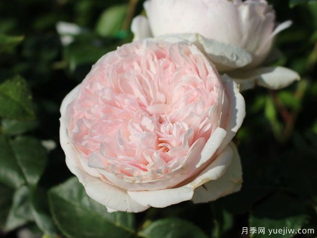 致命诱惑月季/公主面纱月季(图2)