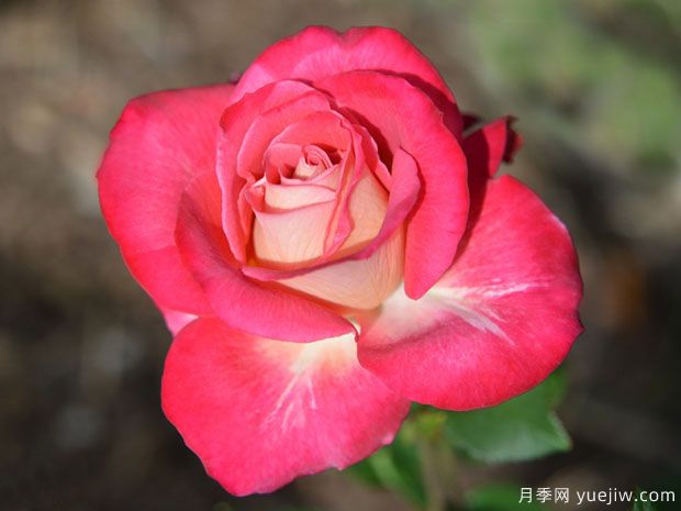 宝石恩典月季(图1) 宝石恩典月季(图1)