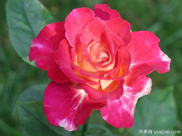 宝石恩典月季(图2) 宝石恩典月季(图2)