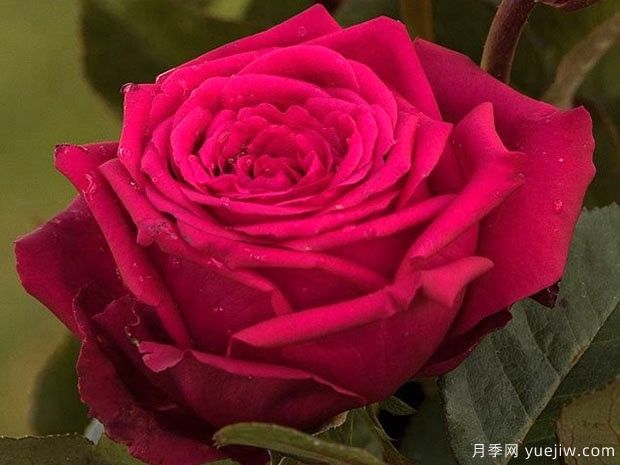 贵族月季(图2)