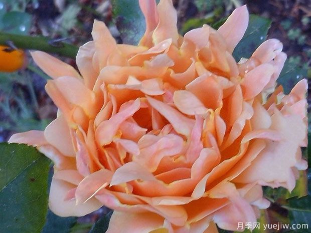 梦想褶边月季(图1)