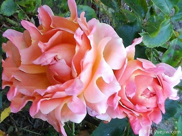 梦想褶边月季(图3)