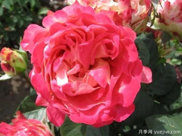 闪电褶边月季(图1) 闪电褶边月季/闪电波浪月季(图1)