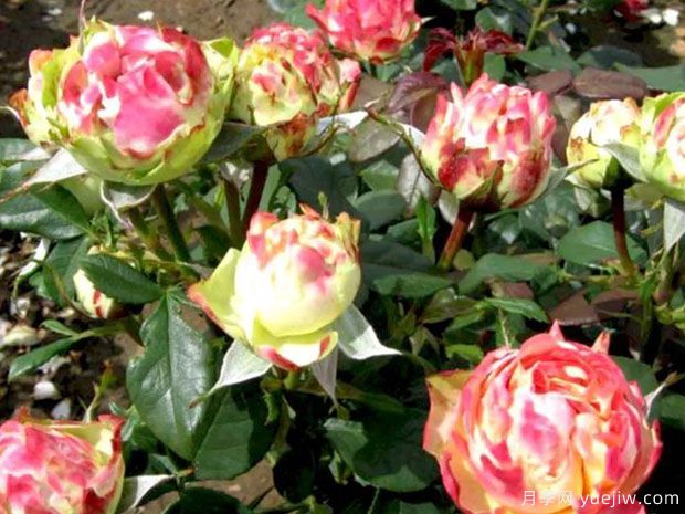 闪电褶边月季(图2) 闪电褶边月季/闪电波浪月季(图2)