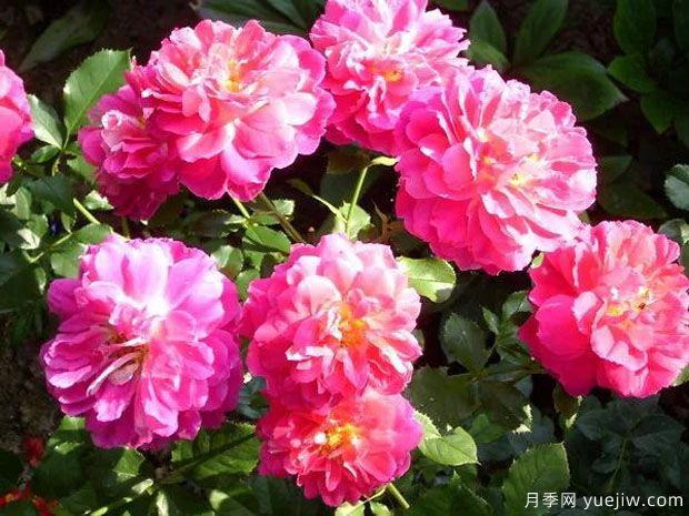 激情波浪月季/激情褶边月季(图2) 激情波浪月季/激情褶边月季(图2)