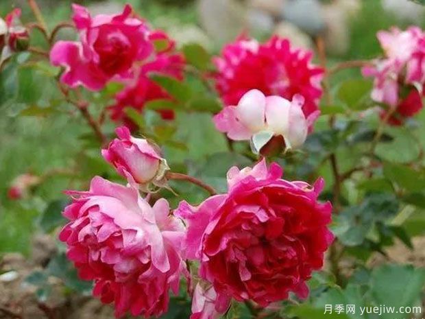 浪漫褶边月季(图2) 浪漫褶边月季/浪漫波浪月季(图2)