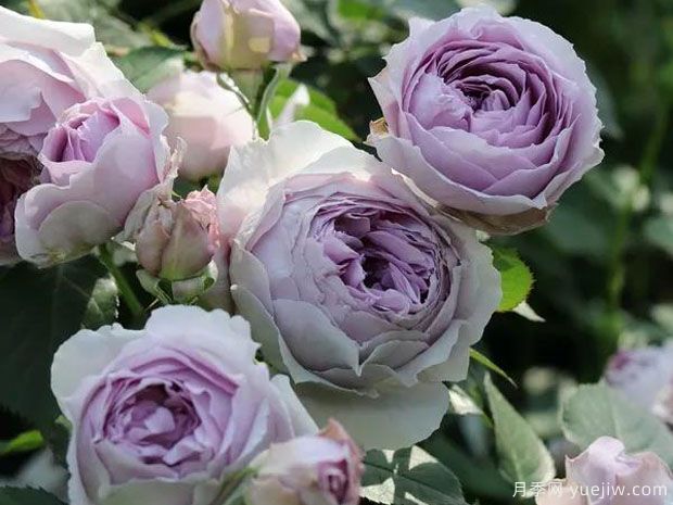 丽拉月季(图3) 丽拉月季(图3)