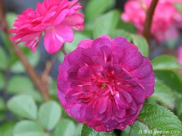 狄俄尼索斯阿伯伯里月季(图1) 狄俄尼索斯阿伯伯里月季(图1)