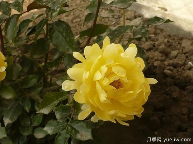 华丽褶边月季(图1) 灿烂波浪月季/华丽褶边月季(图2)