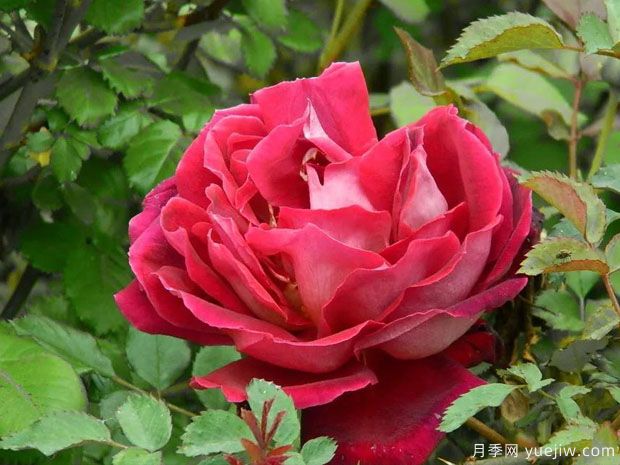 神秘褶边月季(图1) 神秘褶边月季/神秘波浪月季(图1)