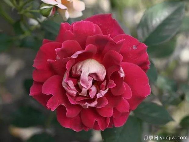 神秘褶边月季(图2) 神秘褶边月季/神秘波浪月季(图2)