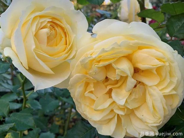 卓越非凡月季(图1) 卓越非凡月季(图1)