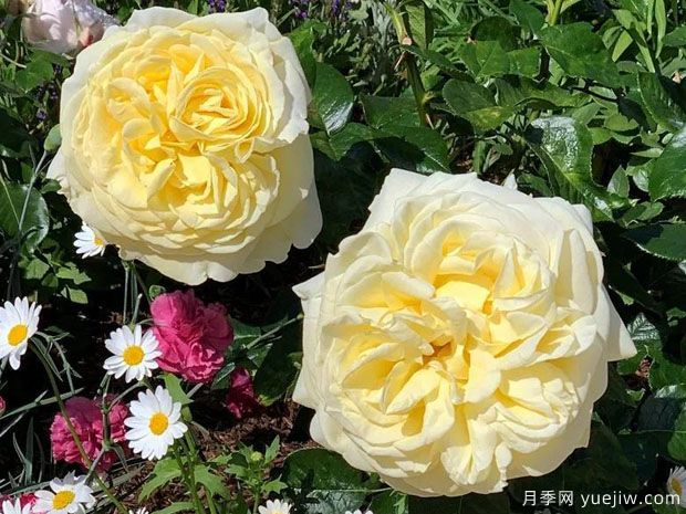 卓越非凡月季(图2) 卓越非凡月季(图2)