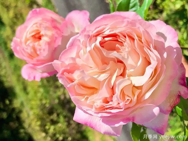 破晓月季的优缺点是什么？(图1)