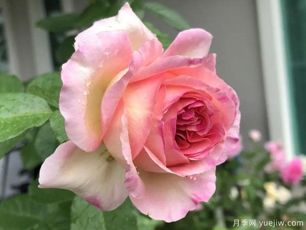 破晓月季/奥布月季/玛丽安詹姆斯(图3) 破晓月季/奥布月季/玛丽安詹姆斯(图3)