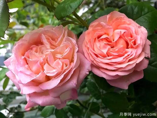 破晓月季/奥布月季/玛丽安詹姆斯(图4) 破晓月季/奥布月季/玛丽安詹姆斯(图4)