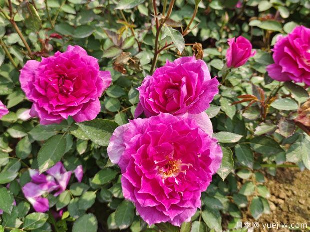 分享6种勤花月季，都是开花机器，满眼是花海(图3)