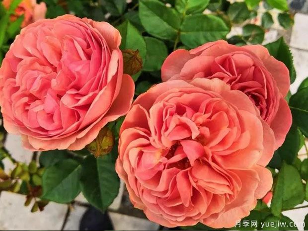 修道院公园月季/鲁汶公园月季(图1) 修道院公园月季/鲁汶公园月季(图1)