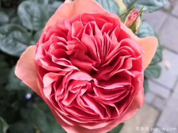 修道院公园月季/鲁汶公园月季(图2) 修道院公园月季/鲁汶公园月季(图2)