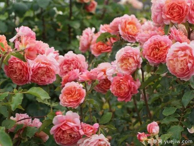 尚塔尔拉德苏月季(图1) 尚塔尔拉德苏月季(图1)