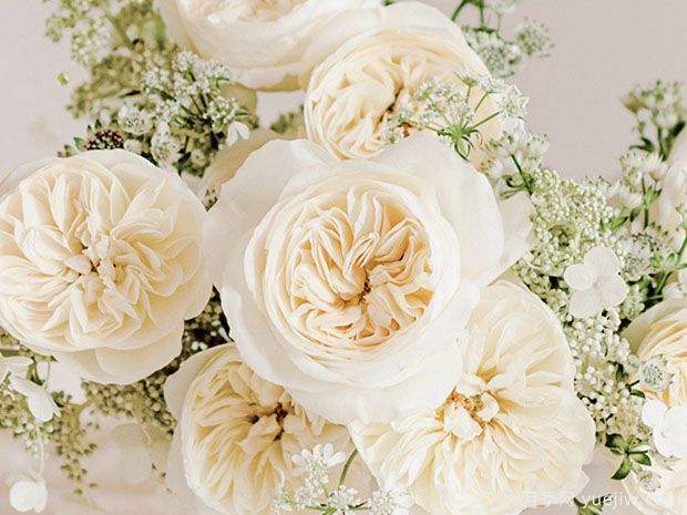 尼罗娜月季/艾拉月季/莱奥诺拉(图1) 尼罗娜月季/艾拉/莱奥诺拉(图2)